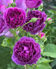 SALLY - Fragrant Purple