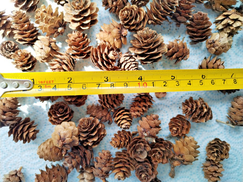 250 natural small - pine, fir