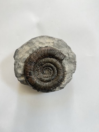 Dactylioceras ammonite fossil - dactylioceras,