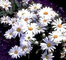 CHRYSANTHEMUM MAXIMUM