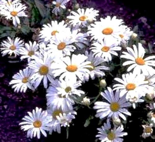 Chrysanthemum maximum - chrysanthemum,
