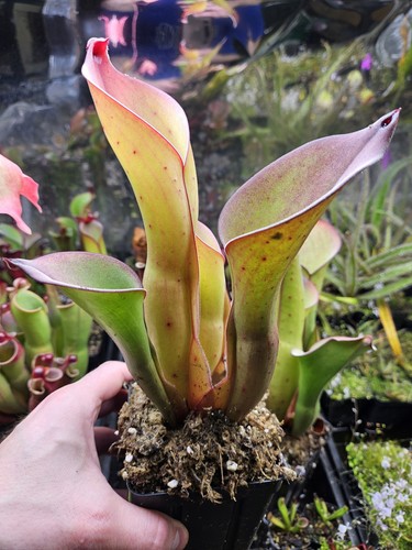 Heliamphora uncinata giant - uncinata,