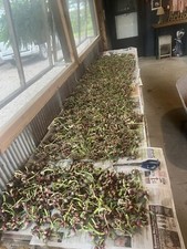 Egyptian Walking Onions 10