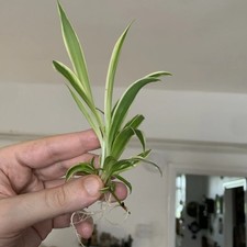 ? 1 GREEN & WHITE SPIDER PLANT - BareRoot • Mixed Sizes (5cm - 15cm) ?UK