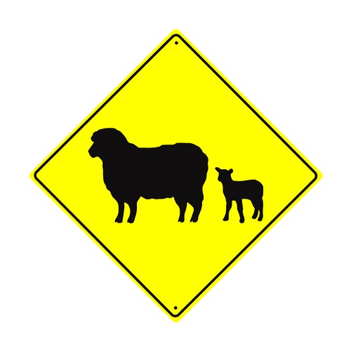 Sheep with her lamb crossing - her,