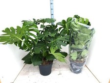 XXL Monstera Swiss Cheese Established, Easy Care Indoor / House Plant, 30cm Pot