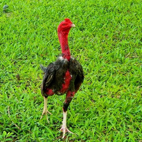 Ganoi hatching eggs - ganoi,