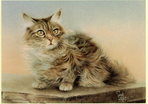 Sue willis zoe cat - zoe, ,cat