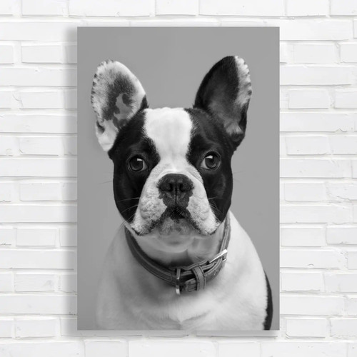 Adorable french bulldog black - adorable,