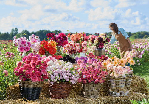 Mixed dahlia tubers - 15,