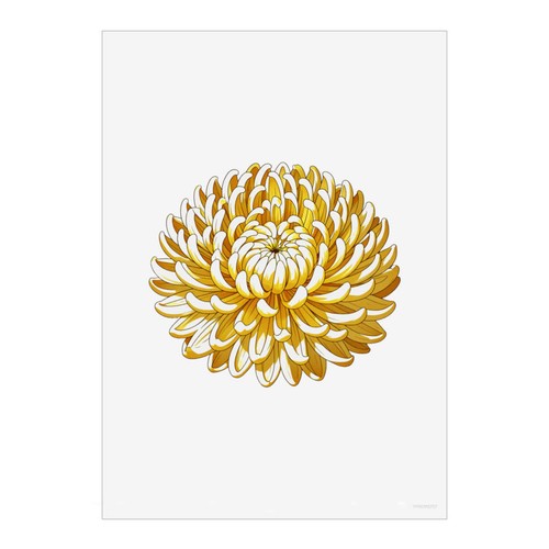 Chrysanthemum flower wall - 'chrysanthemum,