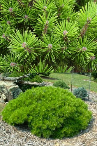 Japanese red pine low - pine, glow'