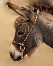 Halter All SMALL Miniature