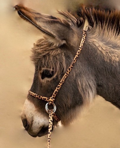 Halter all small miniature - halter,