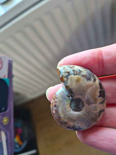 Polished ammonite fossil - ammonite,