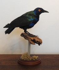 Vintage Taxidermy Purple Glossy Starling Bird Mount