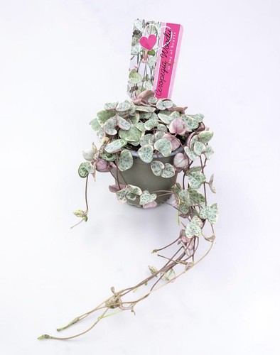 Ceropegia linearis woodii