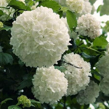 Chinese Snowball Viburnum