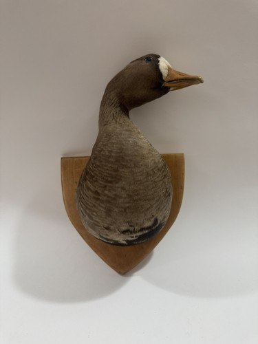 Vintage goose head ae - head,