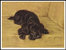 COCKER SPANIEL ASLEEP IN A