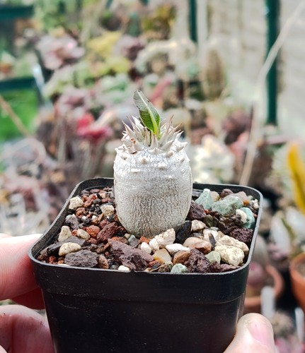 Pachypodium densiflorum - pachypodium,