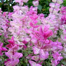 Clary Sage PINK SUNDAE Salvia
