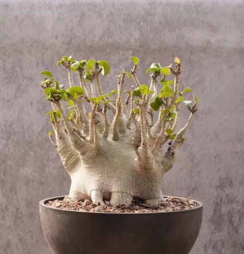 Tall 21cm dia 5cm adenium - tall, 15.5cm