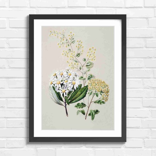 Botanical white daisy floral - botanical,
