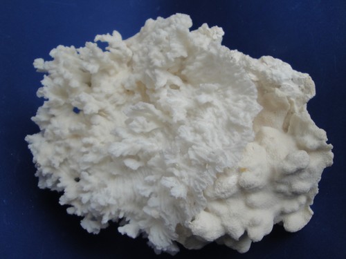 Large rugosa coral - large,