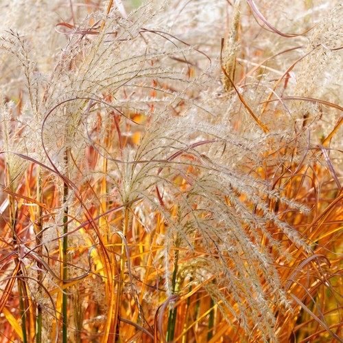 Miscanthus grass indian - miscanthus,