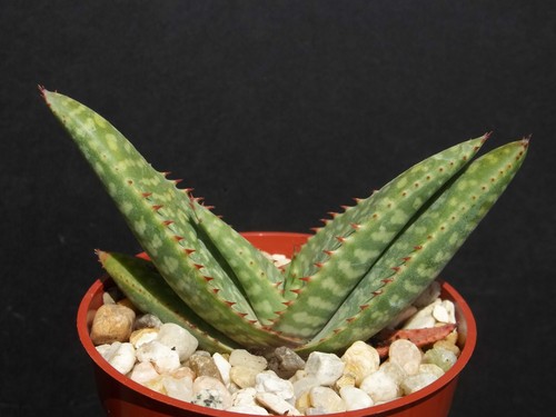 Aloe zebrina exotic south - zebrina,