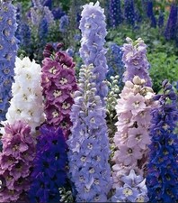 6 x Delphinium Potted Plants Crown Pacific Giants Mix Stunning Hardy Perennial 