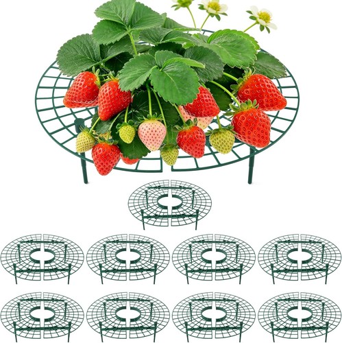 Stable strawberry support - strawberry,