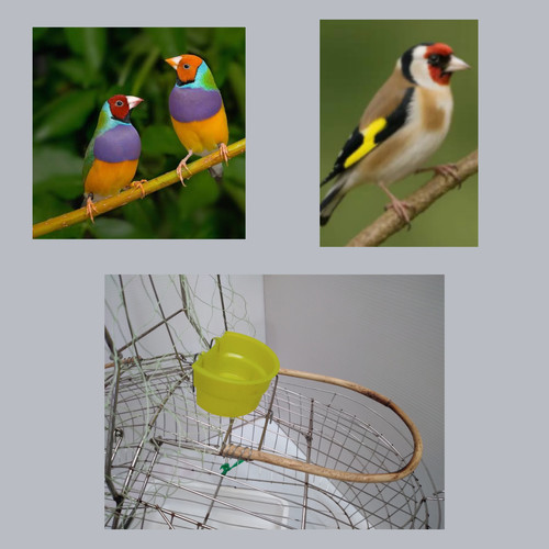 Small bird steel - , action