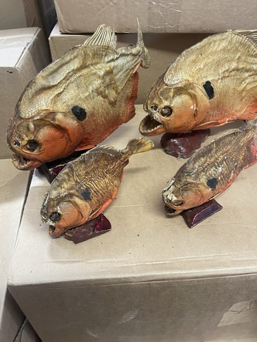 Taxidermy red bellied - taxidermy,