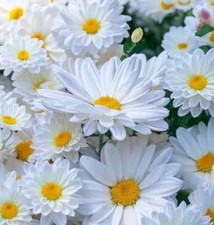 Ox-eyed daisy wild Chrysanthemum leucanthemum 2500 seeds + FREE PLANT LABEL