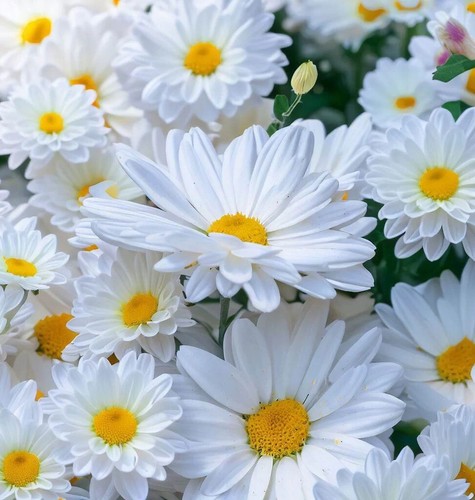Eyed daisy wild - ox-eyed,