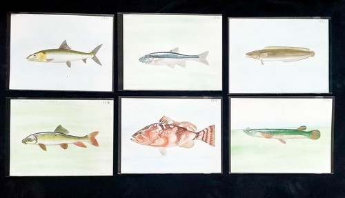 Fish illustrations 8 - fish, 8"