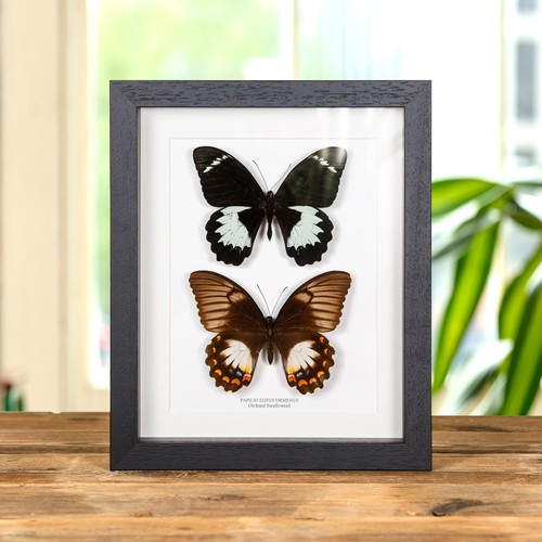 Orchard swallowtail butterfly - swallowtail,