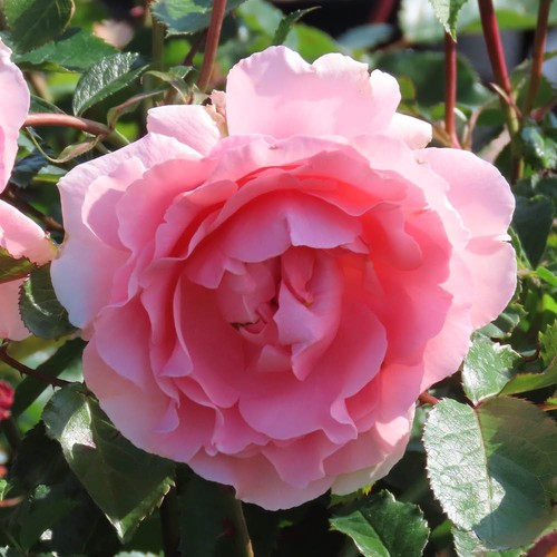 Rose kathleen - rose,