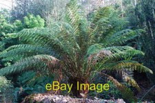 Photo 6x4 Rhedynen Dicksonia