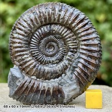 Dactylioceras commune Ammonite