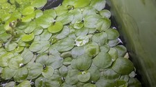 Limnobium Laevigatum Frogbit Amazon Floating Live Aquarium Plants Tropical Pond