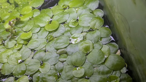 Limnobium laevigatum frogbit - laevigatum,