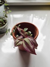 callisia repens turtle vine &
