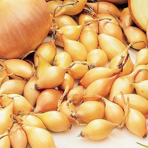 Onions sets sturon - sturon-onions, for