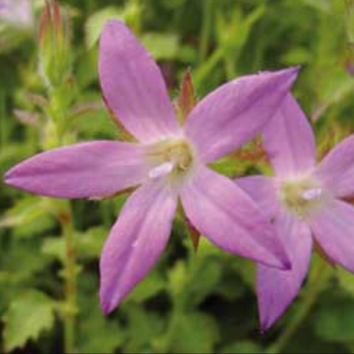 Campanula plug plants - campanula,
