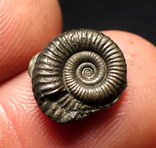 Tiny Crucilobiceras pyrite