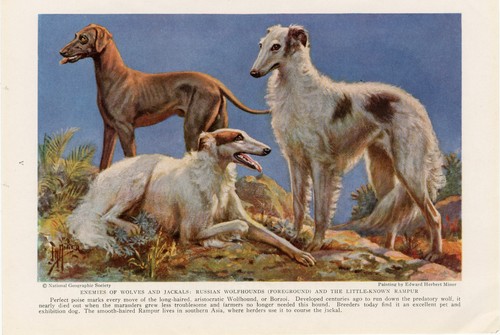 Borzoi hounds old 1937 - borzoi,