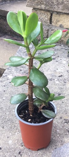 Large jade plant - jade, plant.